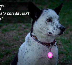 Nite Ize SpotLit® Rechargeable Dog Collar Light with Color-Changing Modes