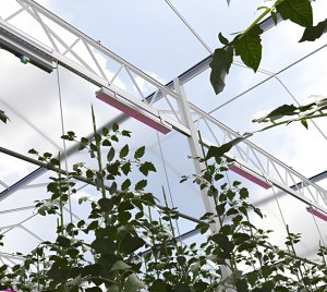 Heliospectra MITRA X LED Grow Light for Commercial Greenhouse Crop Production