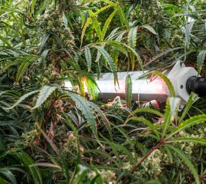 LED Intercanopy Light for Commercial Cannabis Grow Installations