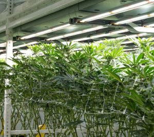 Fluence RAZR Vertical Farming LED Grow Light for Multi-Tier Grow Environments and Multi-Layer Crop Production