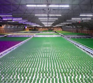 Fluence VYPR Series LED Grow Lights for Greenhouse and Indoor Cultivation