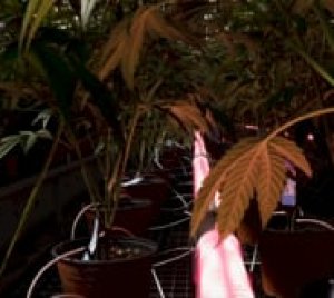 MegaDrive UnderCanopy LED Grow Light for Commercial Cannabis Cultivation and Greenhouses