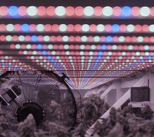Vertical Farming LED Grow Light with Adjustable Spectrum for Multi-Tier Cannabis and Hemp Cultivation