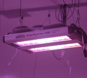 Full-Spectrum LED Grow Light for Indoor Cannabis Cultivation