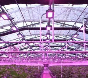 Commercial LED Grow Light System with Digital Spectrum Control for Enhanced Photosynthesis