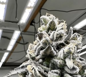 1000W High Power LED Grow Light for Multi-Tier Cannabis Cultivation Facilities