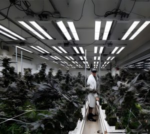 Full-Spectrum LED Grow Light With Swiveling Light Bars for Maximum Canopy Penetration