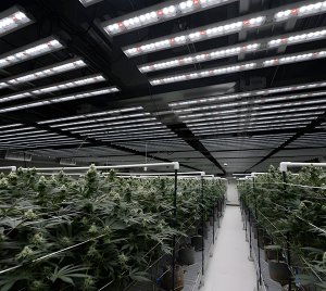 Full Spectrum LED Grow Light for Vertical Farming in Commercial Cannabis Cultivation