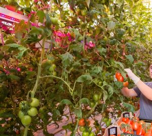 Philips GreenPower LED Interlighting Module - Intercanopy Greenhouse LED Light for High-Wire Plants