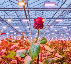Philips GreenPower Full Spectrum LED Toplighting Grow Light for Fruits, Vegetables, and Flower Crops