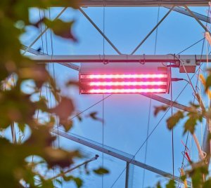Philips GreenPower LED Toplighting Grow Light for Tomato, Cucumber, and Cannabis Cultivation