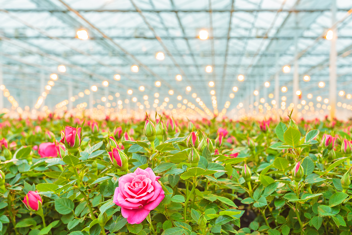 How Horticulture Lighting Works How Horticulture Lighting Works