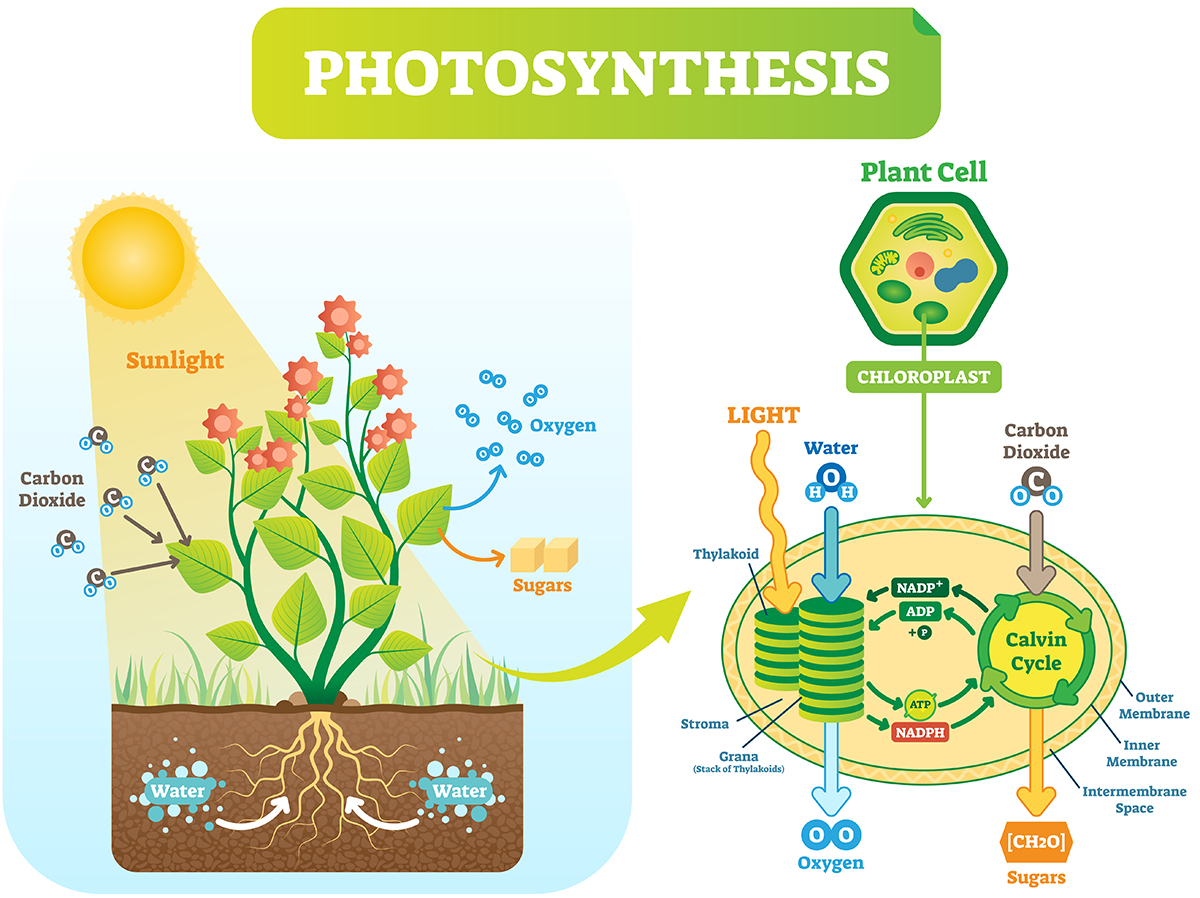 Photosynthesis Photosynthesis