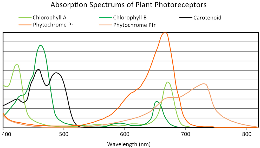 Photoreceptors Photoreceptors