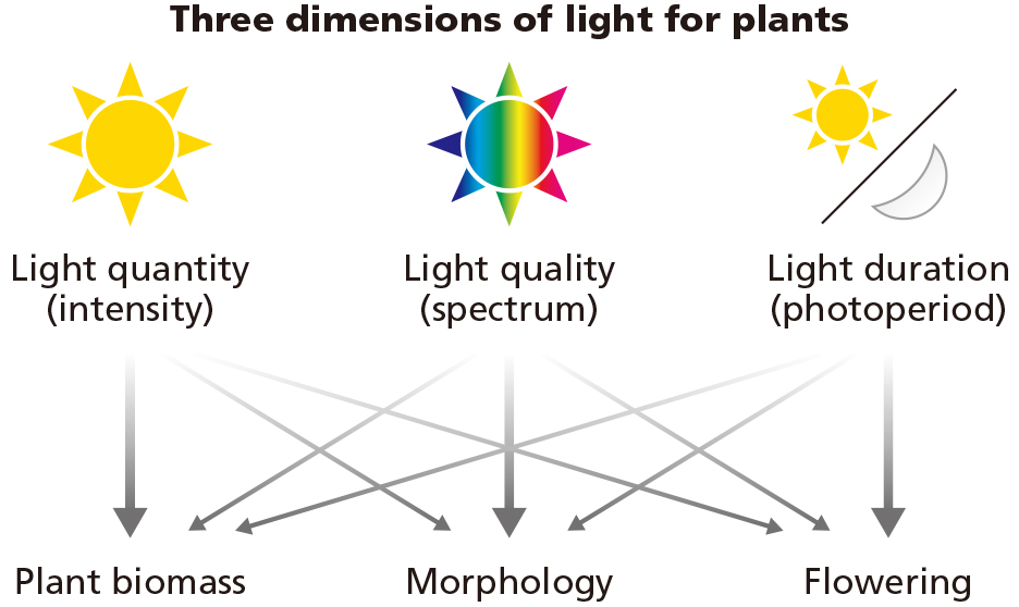 Three dimensions of light for plants