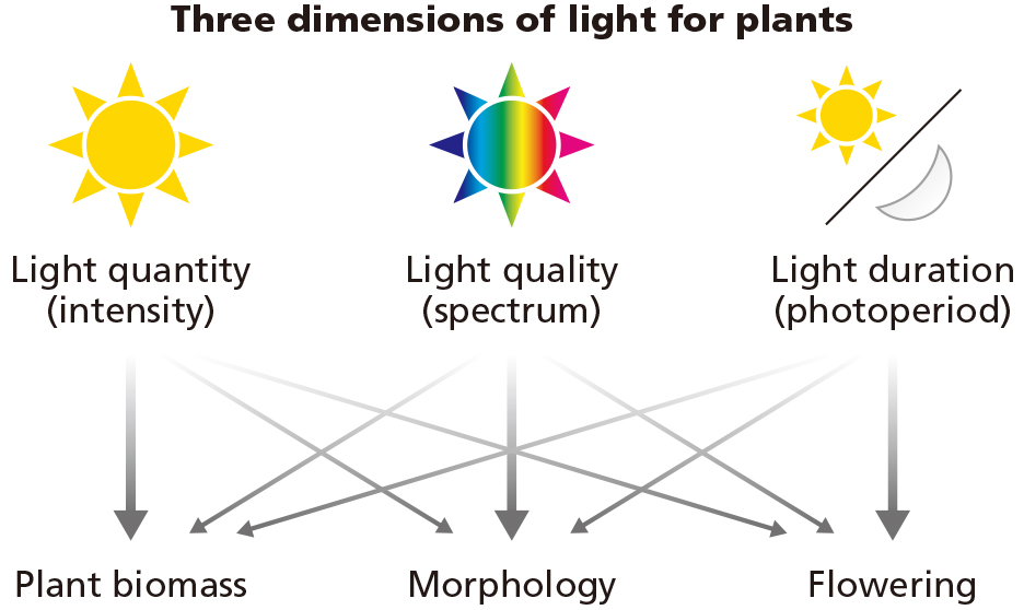 Three dimensions of light for plants Three dimensions of light for plants