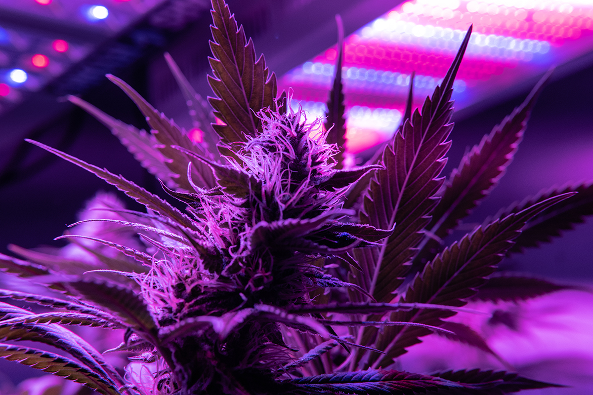 Top LED Grow Lights Manufacturers Top LED Grow Lights Manufacturers