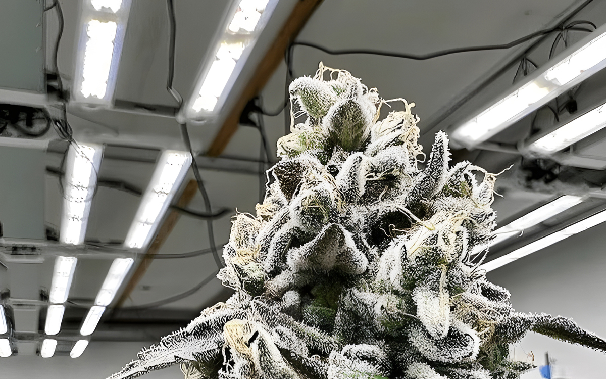 1000W High Power LED Grow Light for Multi-Tier Cannabis Cultivation Facilities