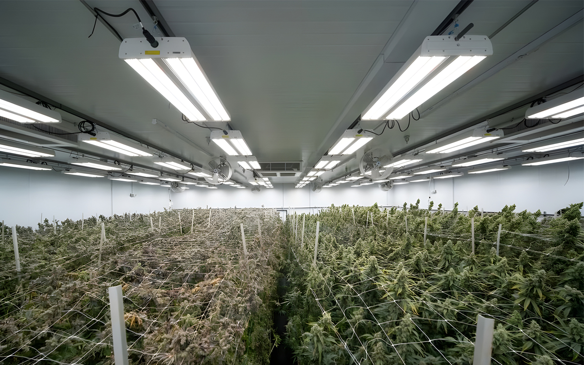 Fluence RAPTR Toplighting LED Grow Light with 1:1 HPS Replacement Capability for Commercial Growers