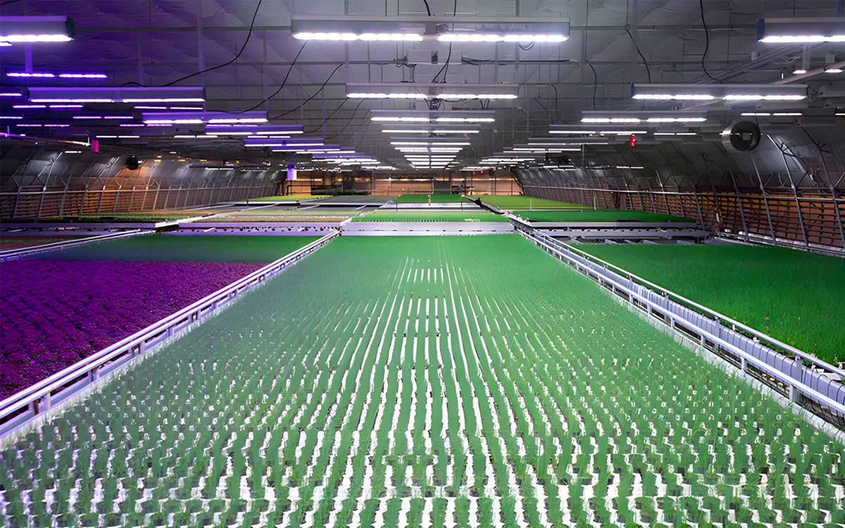 Fluence VYPR Series LED Grow Lights for Greenhouse and Indoor Cultivation