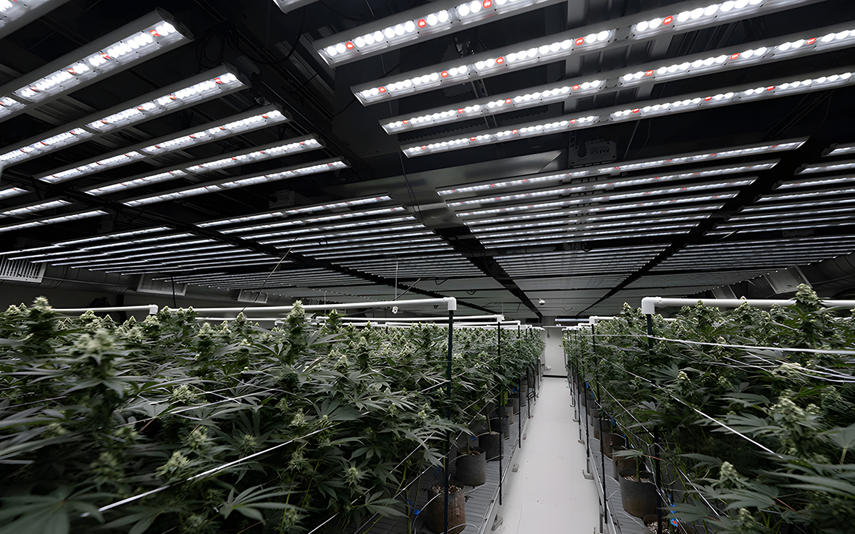 Full Spectrum LED Grow Light for Vertical Farming in Commercial Cannabis Cultivation