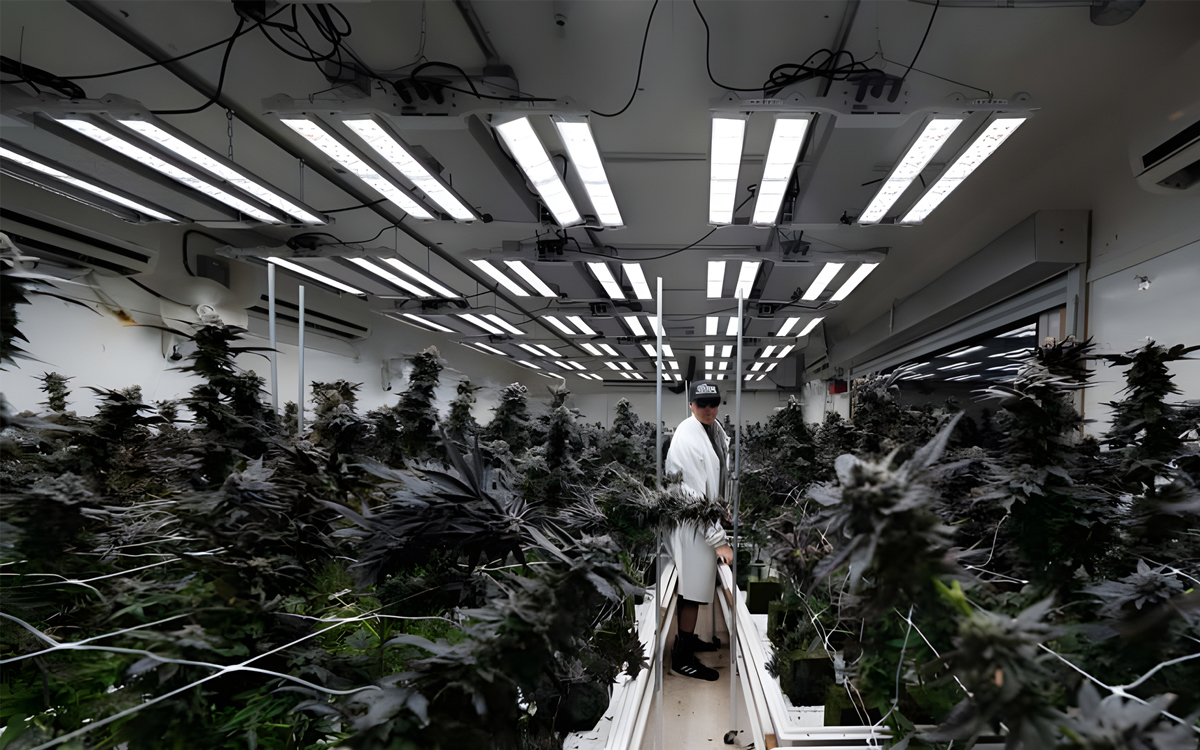 Full-Spectrum LED Grow Light With Swiveling Light Bars for Maximum Canopy Penetration