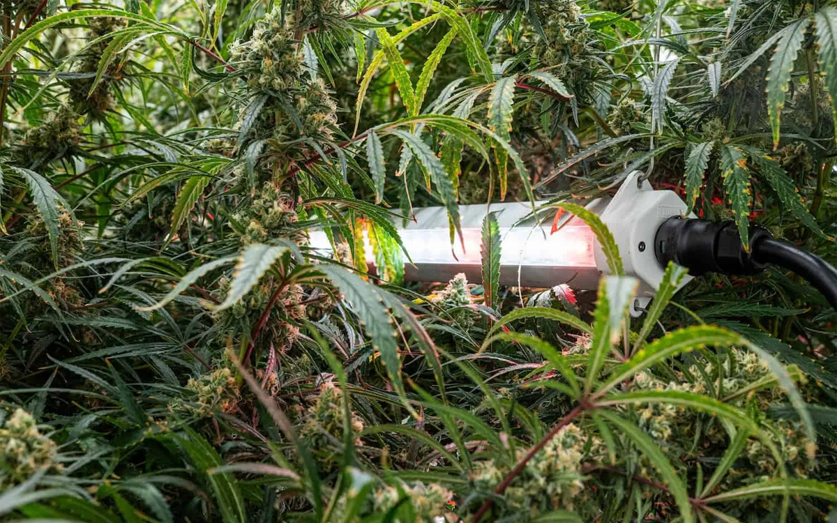 LED Intercanopy Light for Commercial Cannabis Grow Installations