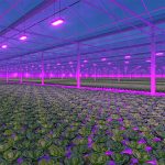 LED Grow Lights for Greenhouse Toplighting