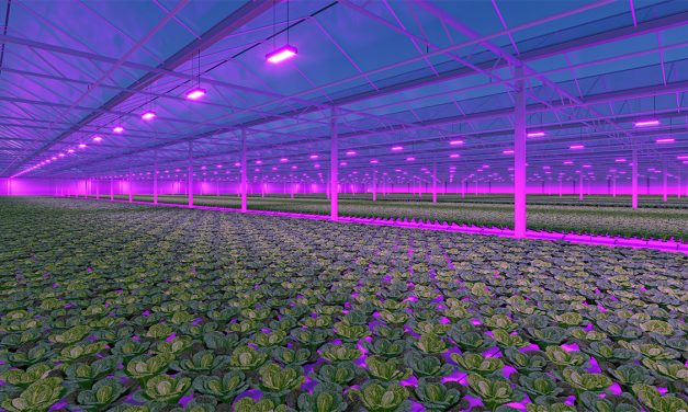 LED Grow Lights for Greenhouse Toplighting