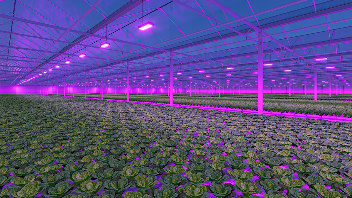 LED Grow Lights for Greenhouse Toplighting