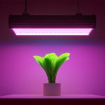 Horticulture LEDs | LED Packages for Horticulture Lighting