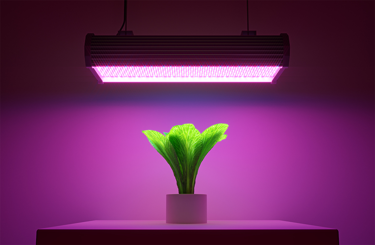 Horticulture LEDs | LED Packages for Horticulture Lighting