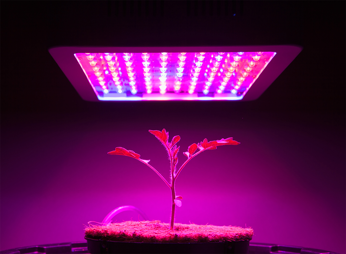 LED Grow Lights for Hobbyists and Home Growers