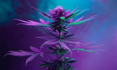 Cannabis Grow Lights