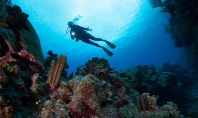 LED Dive Lights | Underwater Flashlights