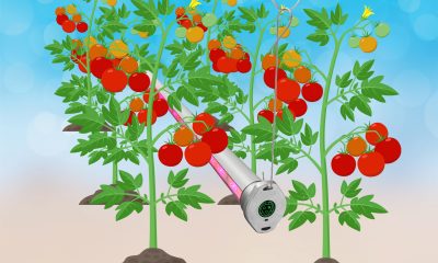 Greenhouse Interlighting | Intra-canopy LED Grow Lights