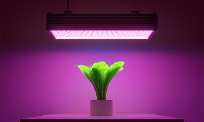 Horticulture LEDs | LED Packages for Horticulture Lighting