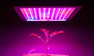 LED Grow Lights for Hobbyists and Home Growers